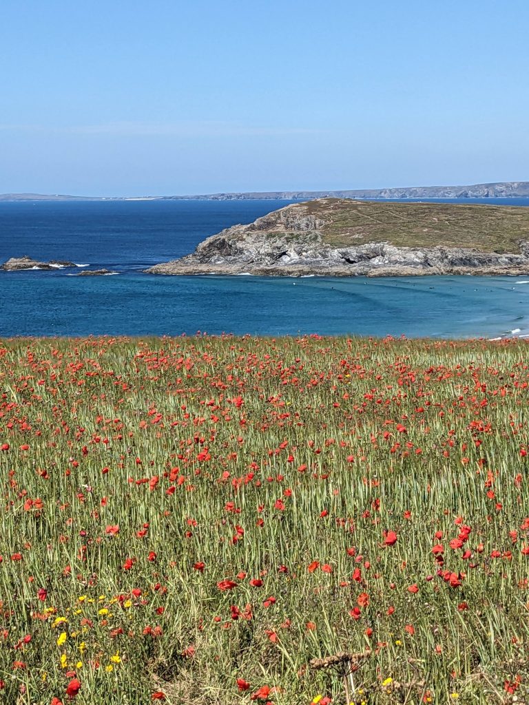red poppy field at West Pentire in Cornwall to show Remembrance Sunday